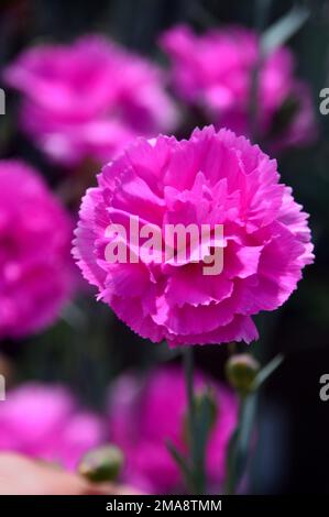 Single Bright Pink Dianthus 'Tickled Pink' (Pinks) Flower grown at RHS Garden Bridgewater, Worsley, Greater Manchester, UK. Stock Photo