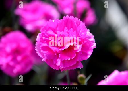 Single Bright Pink Dianthus 'Tickled Pink' (Pinks) Flower grown at RHS Garden Bridgewater, Worsley, Greater Manchester, UK. Stock Photo