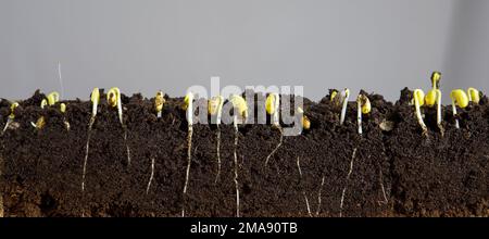 Sprouted soybean shoots with roots on a light background. Stock Photo