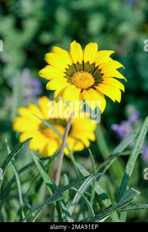 Gazania Michael, treasure flower Michael, spreading perennial, yellow flowers with a red-brown and olive-green zone Stock Photo