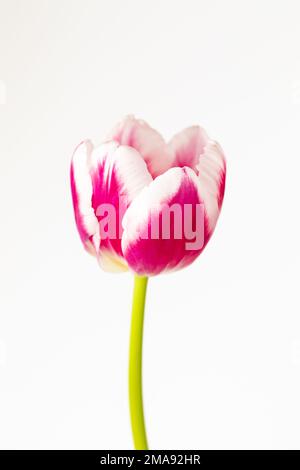 Pink and white Tulip flower against a white background Stock Photo