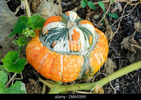 squash Turks Turban, pumpkin, Cucurbita maxima Turk's Turban, French turban, winter squash plant with fruit Stock Photo