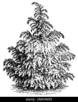 Deodar cedar, Cedrus deodara,  (printing pattern book, 1911), Himalaya-Zeder, Cèdre de l'Himalaya Stock Photo