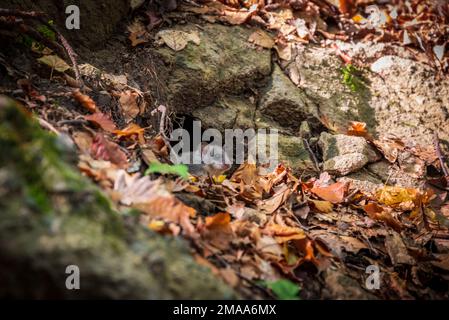 A young European edible dormouse (Glis glis) sitting on front of its nest, surrounded by autumn leaves in a forest in the Pilis mountains of Hungary. Stock Photo