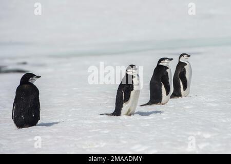 Chinstrap Penguins, Pygoscelis antarcticus at Palava Point,  Antarctic peninsula Stock Photo