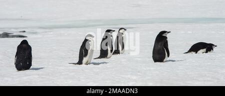 Chinstrap Penguins, Pygoscelis antarcticus at Palava Point,  Antarctic peninsula Stock Photo