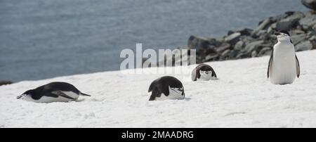 Chinstrap Penguins, Pygoscelis antarcticus at Palava Point,  Antarctic peninsula Stock Photo