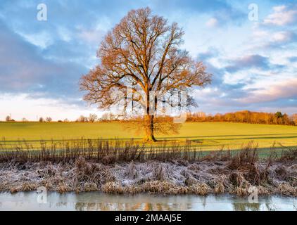 Winter sunrise light on an oak tree along the oxford canal in the frost. Kings Sutton, Oxfordshire, England Stock Photo