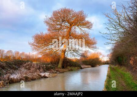 Winter sunrise light along the oxford canal in the frost. Banbury, Oxfordshire, England Stock Photo