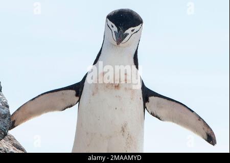 Chinstrap Penguins, Pygoscelis antarcticus at Palava Point,  Antarctic peninsula Stock Photo