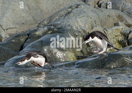 Chinstrap Penguins, Pygoscelis antarcticus at Palava Point,  Antarctic peninsula jump into the sea Stock Photo