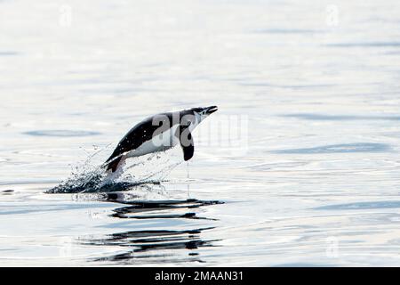 Chinstrap Penguins, Pygoscelis antarcticus at Palava Point,  Antarctic peninsula porpoising, as them swim at sea Stock Photo