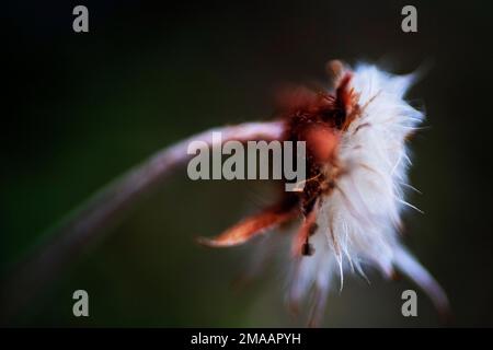 Macro of Artic cottongrass (Eriophorum Scheuchzeri) brightening growing on the Svalbard tundra in Norway. Expedition cruise vessel Greg Mortimer in Sv Stock Photo