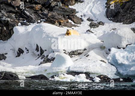 Eisbär (Ursus maritimus) seen from the zodiac. Polar bear on Kong Karl XII Øya, the northernmost part of Svalbard, Norway. Expedition cruise vessel Gr Stock Photo