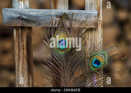 peacock feathers on wooden background Stock Photo