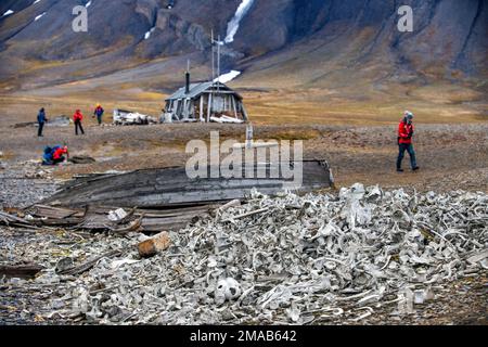 Beluga bones and Wooden boat and cabin Bamsebu at Ahlstrandhalvoya, Bellsund, Svalbard, Norway, Scandinavia, Europe. Expedition cruise vessel Greg Mor Stock Photo