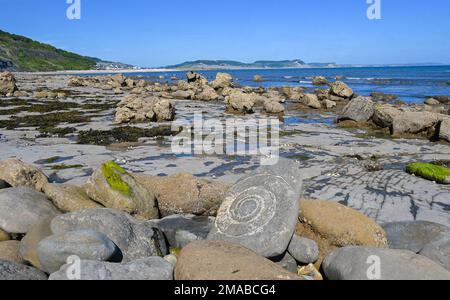 Large ammonite fossil Monmouth Beach Lyme Regis Jurassic Coast UK Stock Photo