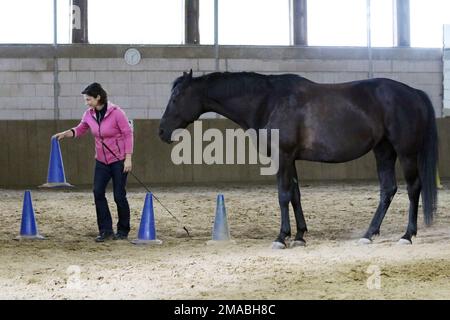 16.07.2022, Germany, Lower Saxony, Amelinghausen - Woman setting up pylons in an indoor arena for ground work with her horse. 00S220716D623CAROEX.JPG Stock Photo