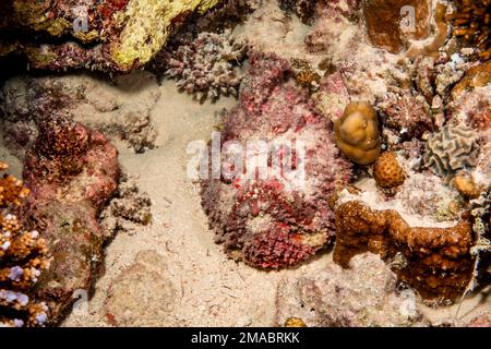 Synanceia nana, the Red Sea stonefish or dwarf scorpionfish, is a species of venomous, marine ray-finned fish, a stonefish to the subfamily Synanceiin Stock Photo