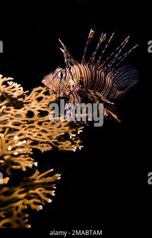 red lionfish on the reef,in Maldives, Indian Ocean in the night on black  in Maldives Indian ocean Stock Photo
