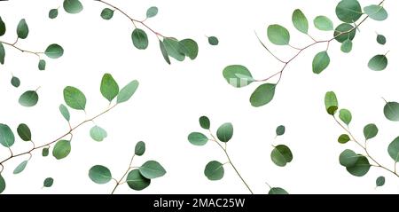 Eucalyptus twigs isolated on white background. Delicate grey green silver dollar eucalyptus leaves. Flat lay, top view overhead. Stock Photo