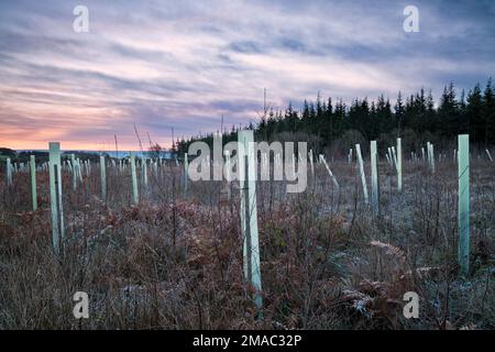 Afforestation with plastic tree guards, in the Wye Valley. Stock Photo