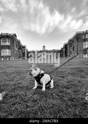 A vertical grayscale shot of a French Bulldog with a harness sitting on the lawn. Stock Photo