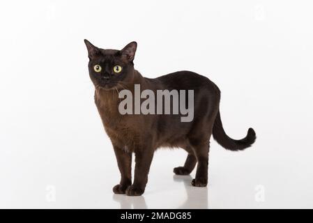 Beautiful Burmese Cat Studio Photoshoot. Stock Photo