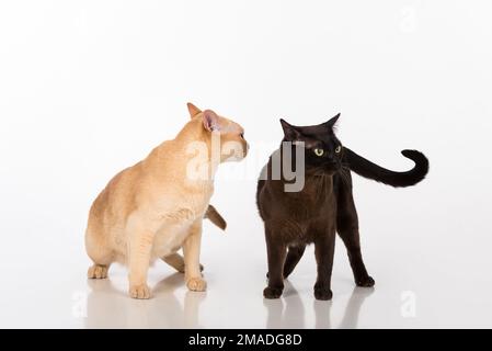 Beautiful Burmese Cats Studio Photoshoot. Isolated on White Background Stock Photo