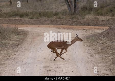 Impalas cross a safari road Stock Photo