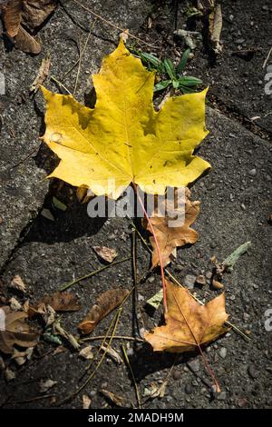 Autumn Leaves On Concrete Path Floor Stock Photo