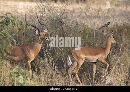 Impalas cross a safari road Stock Photo