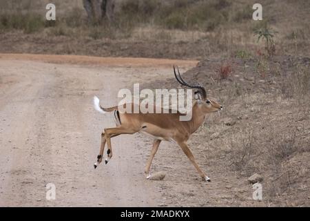 Impalas cross a safari road Stock Photo