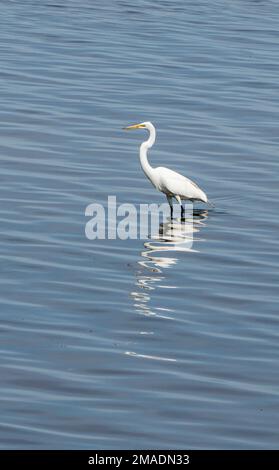 Great White Egret Hunting the Ottawa: A great white egret fishing in the sallow waters of the Ottawa river. A dappled reflection broken by wavelets echoes its stoney pose. Stock Photo