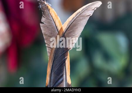 Two colored chicken feather isolated on bllured background. Stock Photo