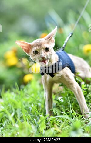 Young Abyssinian cat color Faun with a leash walking around the yard. Cute cat in harness sitting on the lawn. Pets walking outdoors, adventures on th Stock Photo