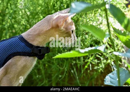 Young Abyssinian cat color Faun with a leash walking around the yard. Cute cat in harness sitting on the lawn. Pets walking outdoors, adventures on th Stock Photo