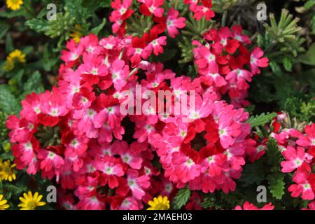 blossoming verbena in the garden Stock Photo