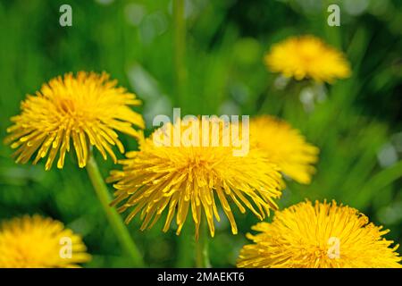 Flowering dandelion, Taraxacum, in spring Stock Photo