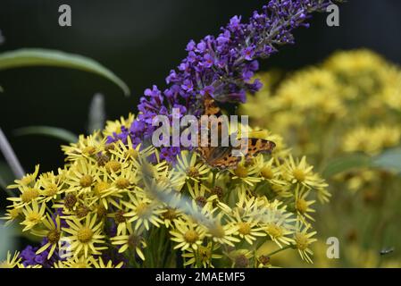 Comma Butterfly (Nymphalis c-album) Resting on Yellow Daisies in Centre Foreground of Image in the Sun, Among Yellow and Purple Flowers in the UK Stock Photo