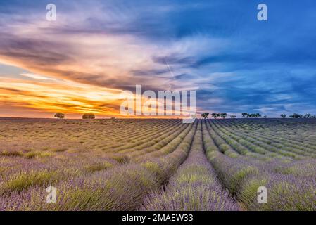 Scenic view of lavender field in Provence south of France during sunset against dramatic sky Stock Photo
