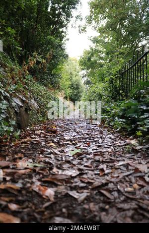 A low-angle shot of a path in a park, covered by fallen leaves, surrounded by green trees, on an autumn day, with an iron fence in the background Stock Photo