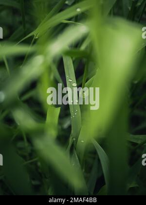 Detail of raindrops on grass. Stock Photo