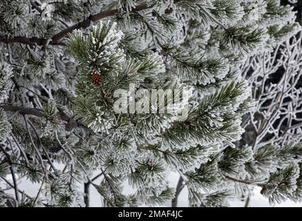 WA22935-00...WASHINGTON - Snow frosted pine tree located along the Nason Ridge Cross-Country ski trail near Lake Wenatchee State Park. Stock Photo