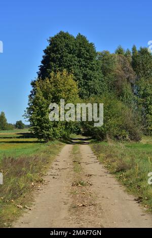 A dirt, sandy road among meadows and fields leads straight into the shade of trees on a hot day. Stock Photo