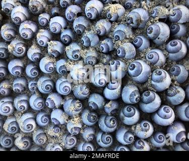 Close-up of small spiral seashells scattered across sandy beach on the Kenyan coast. Stock Photo