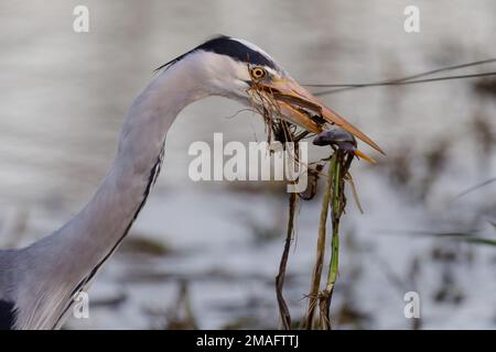 Bushy Park, 19th January 2023. Grey Heron (Ardea cinerea) attempts to embrace 'Veganuary' by eating some greens with it's freshly caught fish. Photo by Amanda Rose/Alamy Live News Stock Photo