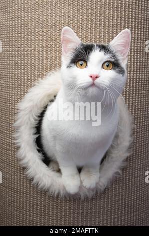 cute white black cat inside of sisal scratching barrel looking out at camera curiously Stock Photo