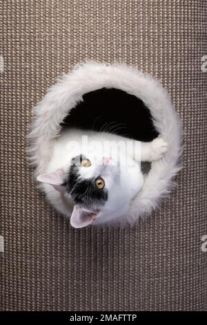 cute white black cat resting inside of sisal scratching barrel Stock Photo