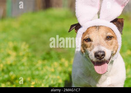 Closeup portrait of smiling dog wearing bunny ears as Easter holiday concept Stock Photo